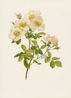 Drawing Of Wild Rose 188 Best Wild Roses Images Vintage Floral Vintage Flowers