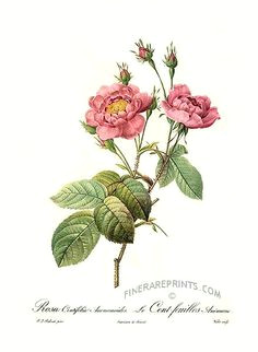 Drawing Of Wild Rose 188 Best Wild Roses Images Vintage Floral Vintage Flowers