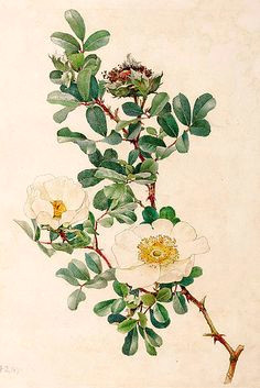 Drawing Of Wild Rose 188 Best Wild Roses Images Vintage Floral Vintage Flowers