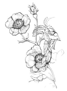 Drawing Of Wild Rose 8 Best Wild Rose Tattoo Images Flower Watercolor Beautiful