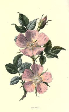 Drawing Of Wild Rose 8 Best Wild Rose Tattoo Images Flower Watercolor Beautiful