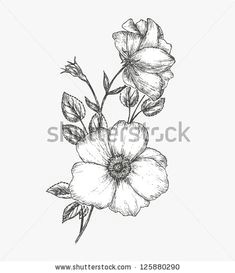 Drawing Of Wild Rose 8 Best Wild Rose Tattoo Images Flower Watercolor Beautiful