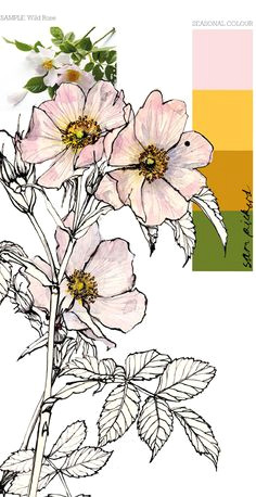 Drawing Of Wild Rose 8 Best Wild Rose Tattoo Images Flower Watercolor Beautiful