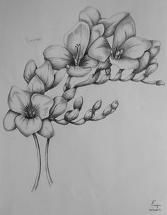 Drawing Of Wilted Flower 1412 Nejlepa A Ch Obrazka Z Nasta Nky Flower Drawings Drawings