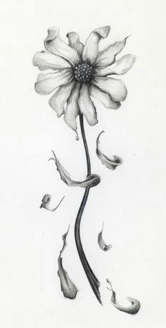Drawing Of Wilted Flower 64 Best Drawing Images Drawing Techniques Feathers Pencil Drawings