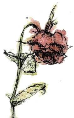 Drawing Of Wilted Rose 11 Best A Wilted Rose Images Wilted Rose Roses Bleeding Rose