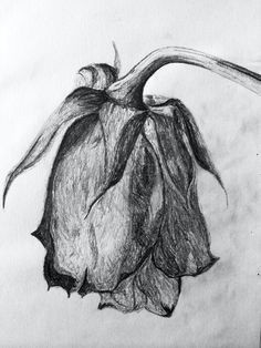 Drawing Of Wilted Rose 9 Best Wilted Rose Images Vsco Filter Photo Editing Photo Tips