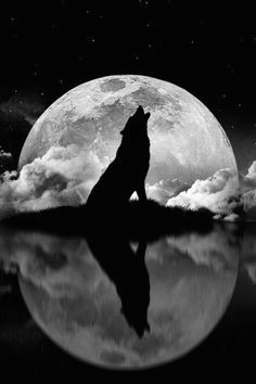 Drawing Of Wolf and Moon Die 101 Besten Bilder Von Wolf Silhouette Wolf Silhouette Wolves