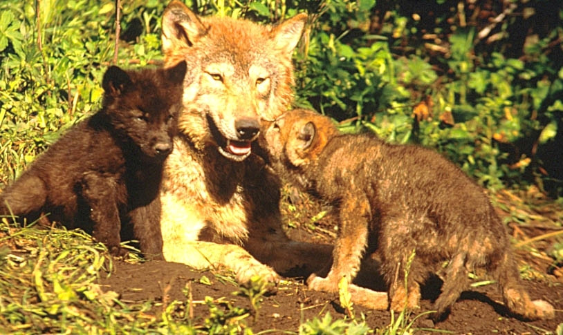 Drawing Of Wolf Cub Wolf Country Wolf Pups and the Pack