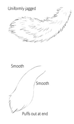 Drawing Of Wolf Ears 34 Best Furry Anthro Tutorials Images Drawing Tutorials Drawing
