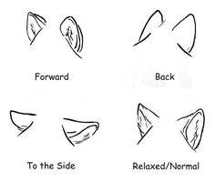 Drawing Of Wolf Ears 63 Best How to Draw Ears Images Drawing Tips How to Draw Manga
