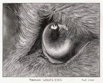 Drawing Of Wolf Eyes Related Image Art Projects Pinterest Drawings