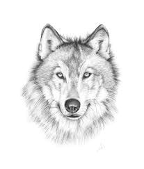 Drawing Of Wolf Facing forward 127 Best Drawings Images Paintings Sketches Pencil Drawings