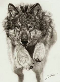 Drawing Of Wolf Facing forward Die 2282 Besten Bilder Von Wolfe Phantasie Drawings Wolf