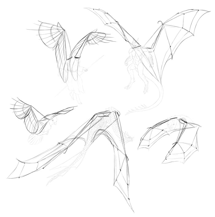 Drawing Of Wolf Facing forward How to Draw and Animate Wings Birds Bats and More Autodesk