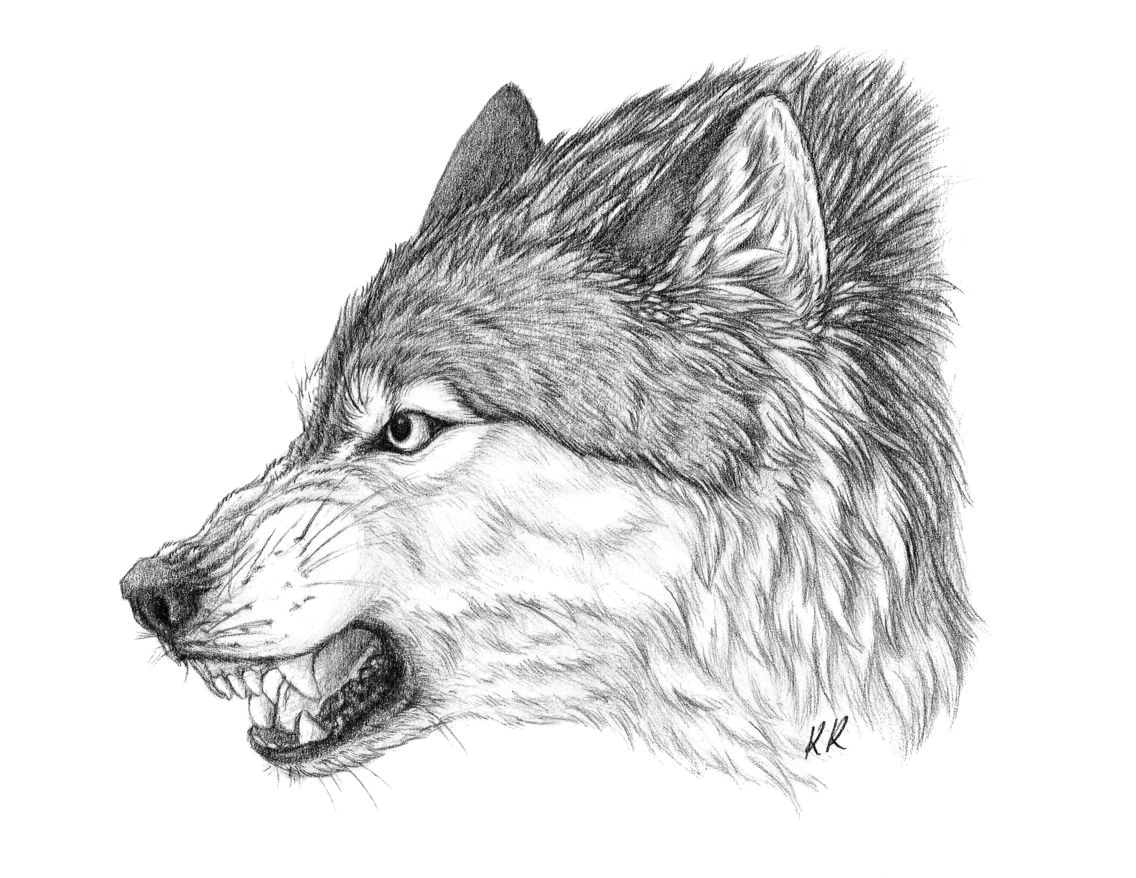 Drawing Of Wolf Growling An Angry Wolf Scar From My Books Art by Kawzar Of Deviant Art