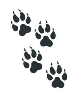 Drawing Of Wolf Paw Print Tiger Paw Prints Walking Drawing Cougar Paw Prints Cougar Paw