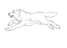 Drawing Of Wolf Running 61 Best Wolf Images Wolves Drawing Ideas Drawings