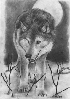 Drawing Of Wolves Hunting 180 Best Wolf Drawings Images Drawing Techniques Drawing