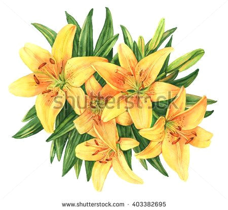 Drawing Of Yellow Flowers Yellow Lilies Bouquet Flower Botanical Watercolor Illustration