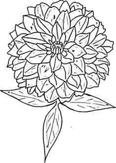 Drawing Of Zinnia Flower 161 Best Zinnias Images Beautiful Flowers Zinnia Garden Floral