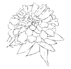 Drawing Of Zinnia Flower 173 Best Drawings Flowers More Images Flower Designs Coloring