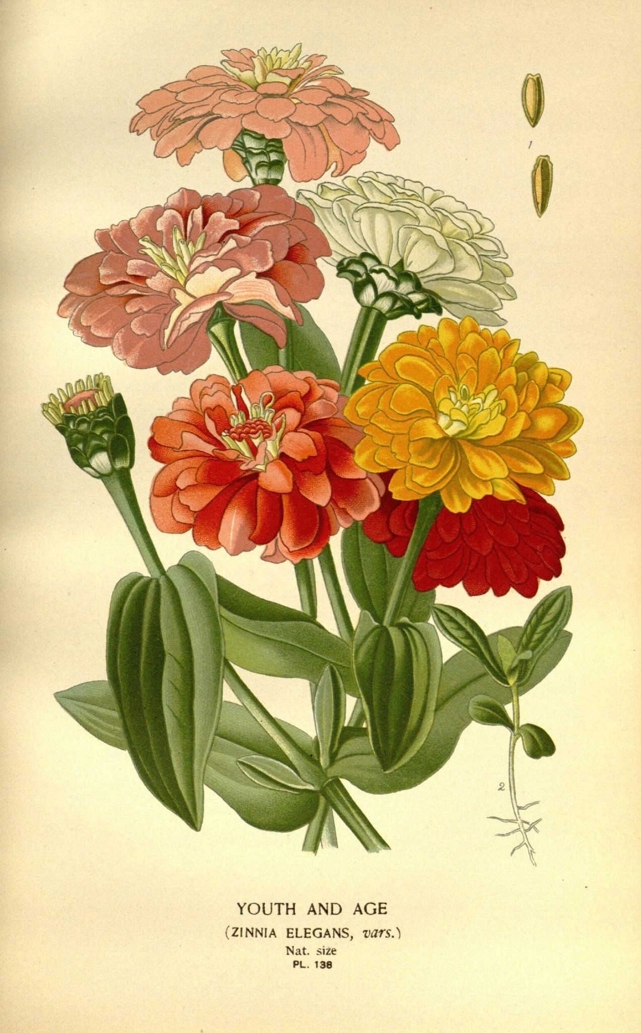 Drawing Of Zinnia Flower N189 W1150 In 2019 Favorite Flowers Of Garden and Greenhouse