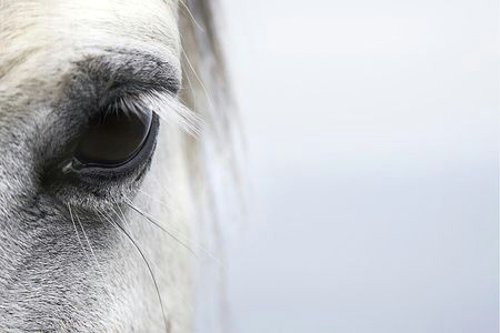 Drawing Out Eye Infection How to Treat Eye Infections and Injuries In Horses
