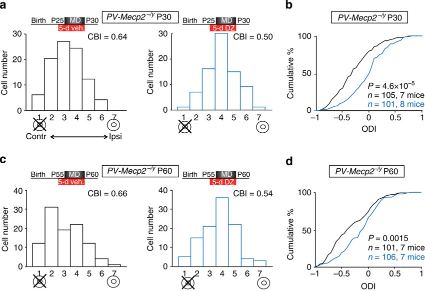 Drawing P-v Diagrams Brain Infusion Of Dz Rescues Od Plasticity Of Pv Mecp2a Y Mice