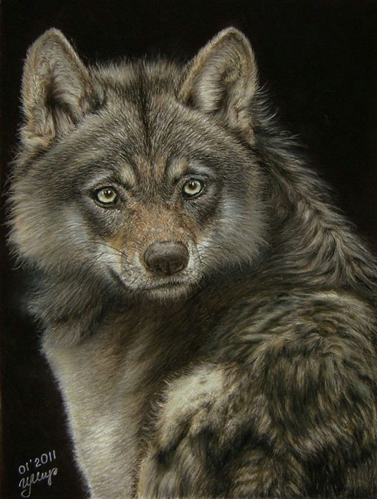 Drawing Pastel Wolf D N D D D D D Do Irina Miroshnikova D D N N D D Dµd D Dµ D D Liveinternet