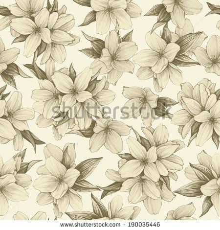 Drawing Picture Of Jasmine Flower Jasmine Flower Vintage Google Search Drawing Pinterest