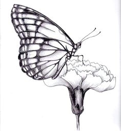 Drawing Pictures Of Flowers and butterflies Drawings Of Flowers and butterflies My Drawing Of A butterfly by