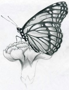 Drawing Pictures Of Flowers and butterflies Drawings Of Flowers and butterflies My Drawing Of A butterfly by