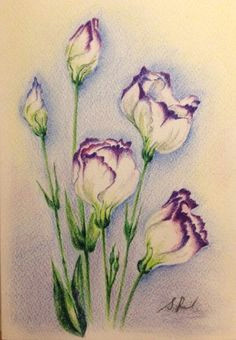 Drawing Pictures Of Flowers with Colour 28 Best Line Drawings Of Flowers Images Flower Designs Drawing