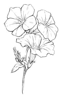 Drawing Pictures Of Flowers with Names 215 Best Flower Sketch Images Images Flower Designs Drawing S