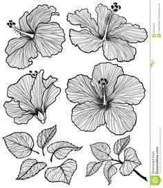 Drawing Pictures Of Hibiscus Flowers 11 Best Hibiscus Drawing Images In 2019 Hibiscus Drawing Hibiscus