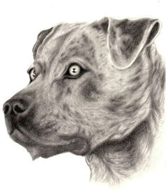 Drawing Pitbull Dogs 31 Best Pitbull Images Drawings Pitbull Drawing Art Drawings