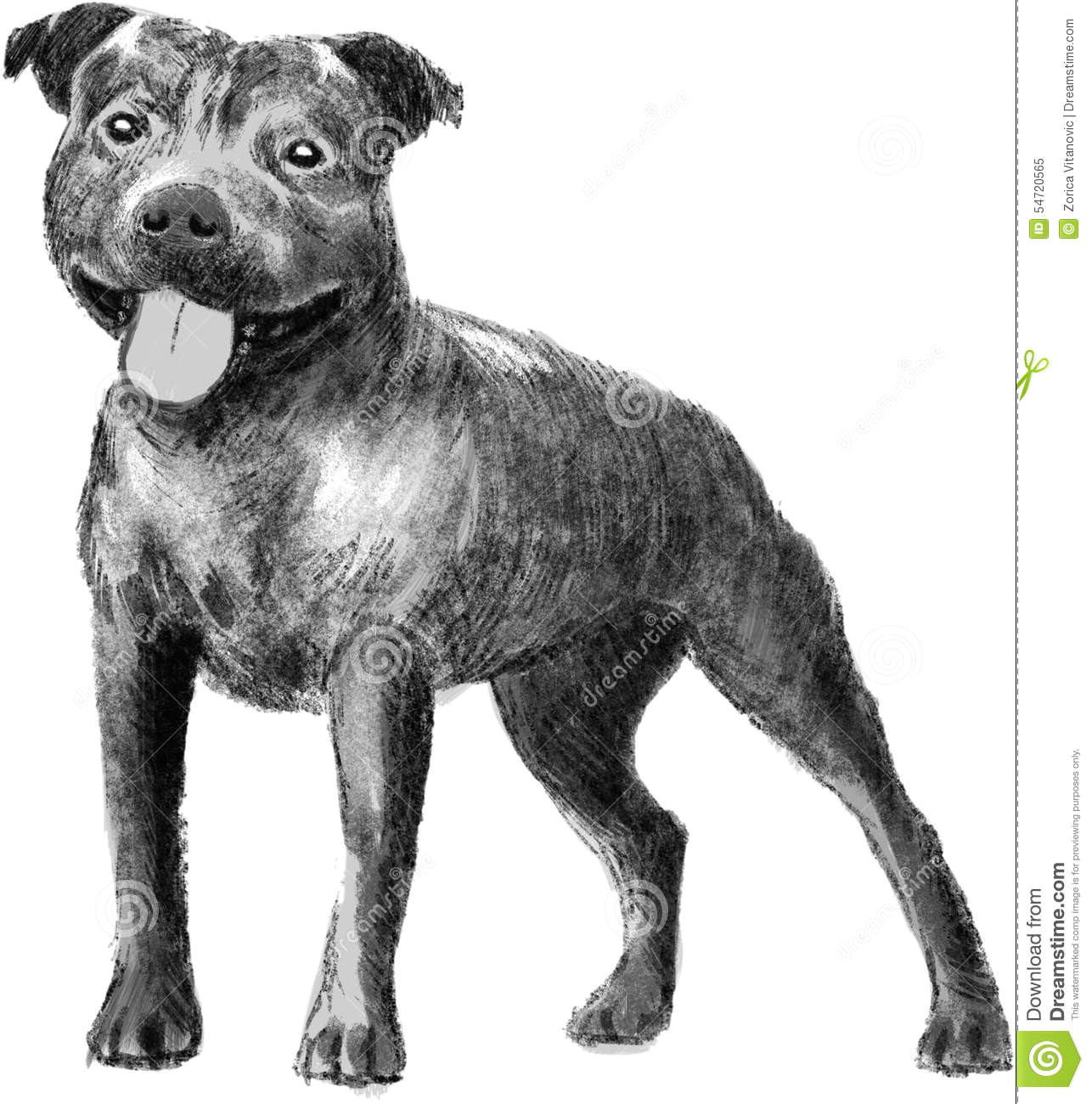 Drawing Pitbull Dogs English Dog Stafford Drawing Stock Illustration Illustration Of