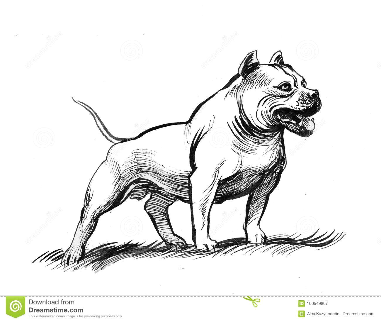 Drawing Pitbull Dogs Pit Bull Dog Stock Illustration Illustration Of Strong 100549807