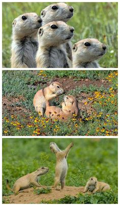 Drawing Prairie Dogs 337 Best Prairie Dogs Images Adorable Animals Rodents Cutest Animals