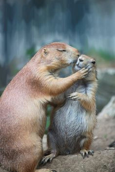 Drawing Prairie Dogs 337 Best Prairie Dogs Images Adorable Animals Rodents Cutest Animals