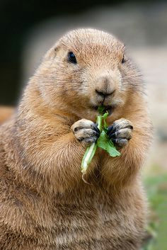 Drawing Prairie Dogs 337 Best Prairie Dogs Images Adorable Animals Rodents Cutest Animals