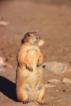 Drawing Prairie Dogs 337 Best Prairie Dogs Images Adorable Animals Rodents Cutest Animals