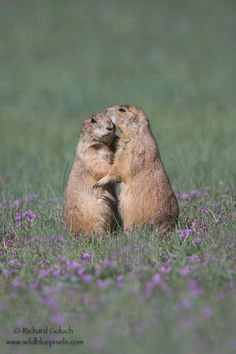Drawing Prairie Dogs 337 Best Prairie Dogs Images Adorable Animals Rodents Cutest Animals