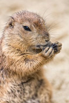 Drawing Prairie Dogs 750 Best Prairie Dogs Images Funny Animals Rodents Adorable Animals