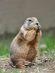 Drawing Prairie Dogs Prairie Dog Wikipedia