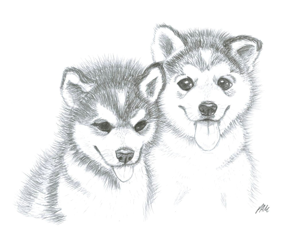 Drawing Puppy Dogs Image Result for Husky Puppy Drawing Husky Pup Pinterest Husky