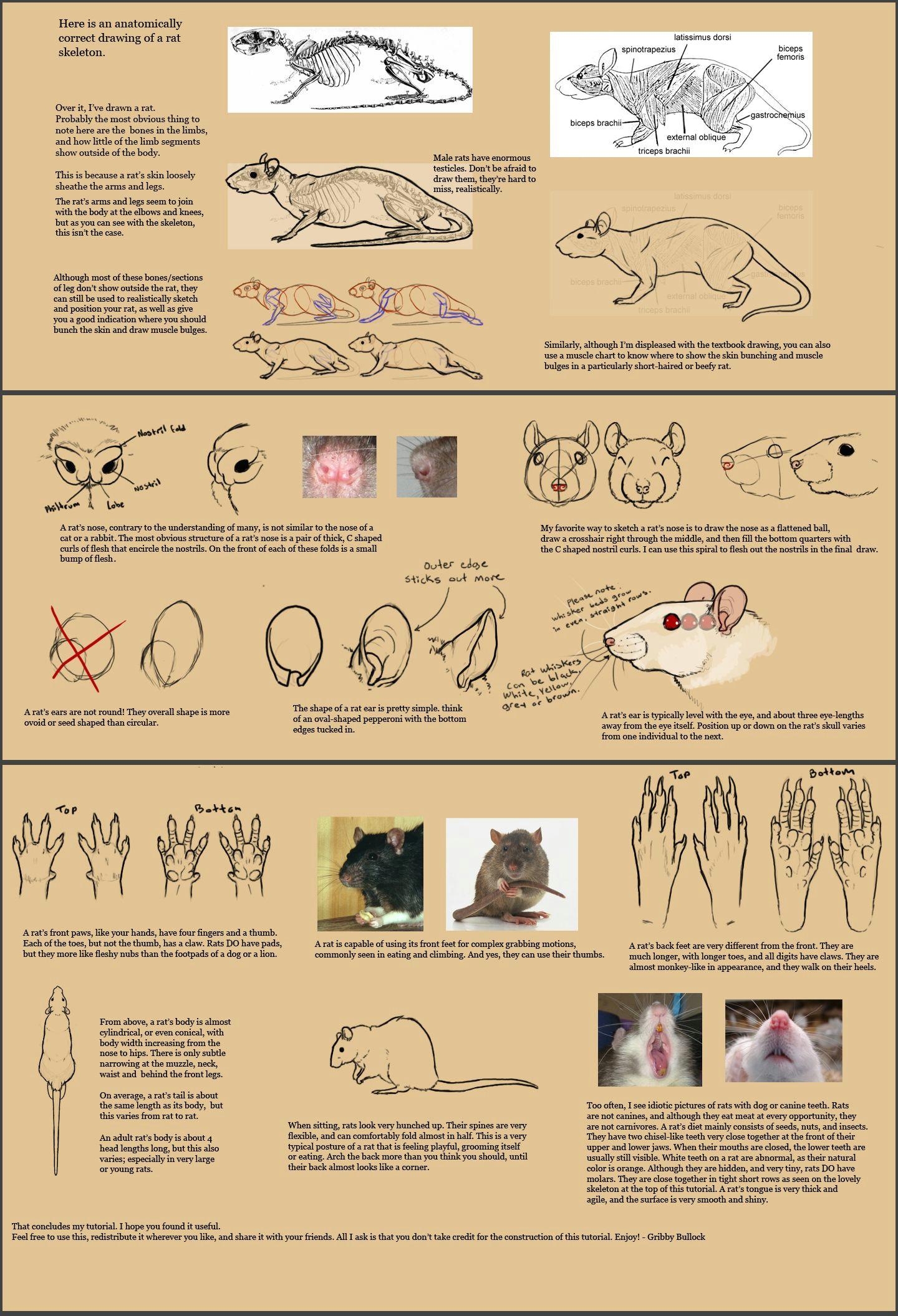 Drawing Rabbit Eyes Rat Anatomy and Proportions by Deskleaves Animal Anatomy Artist