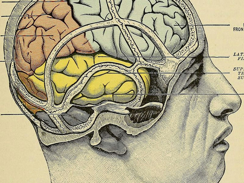 Drawing Random Things From Memory Ancient Brain Training Technique Can Boost Memory Smart News