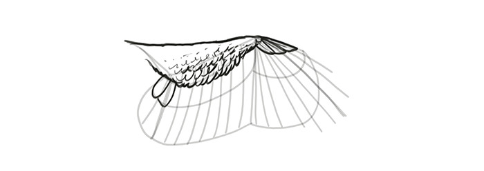 Drawing Random Things From Memory How to Draw and Animate Wings Birds Bats and More Autodesk